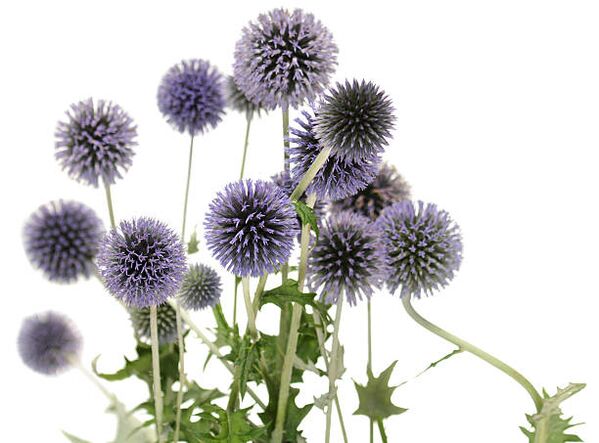 Echinops als Teil des Hondro Sol Valgus-Baums
